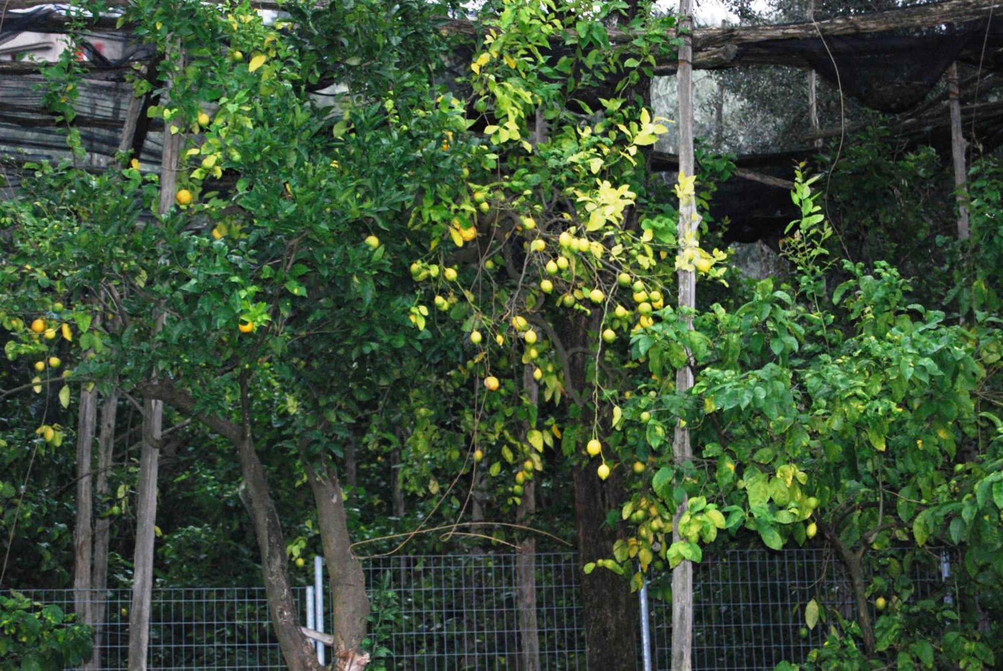 Sorrento Studios Lemons Hill Habitación foto