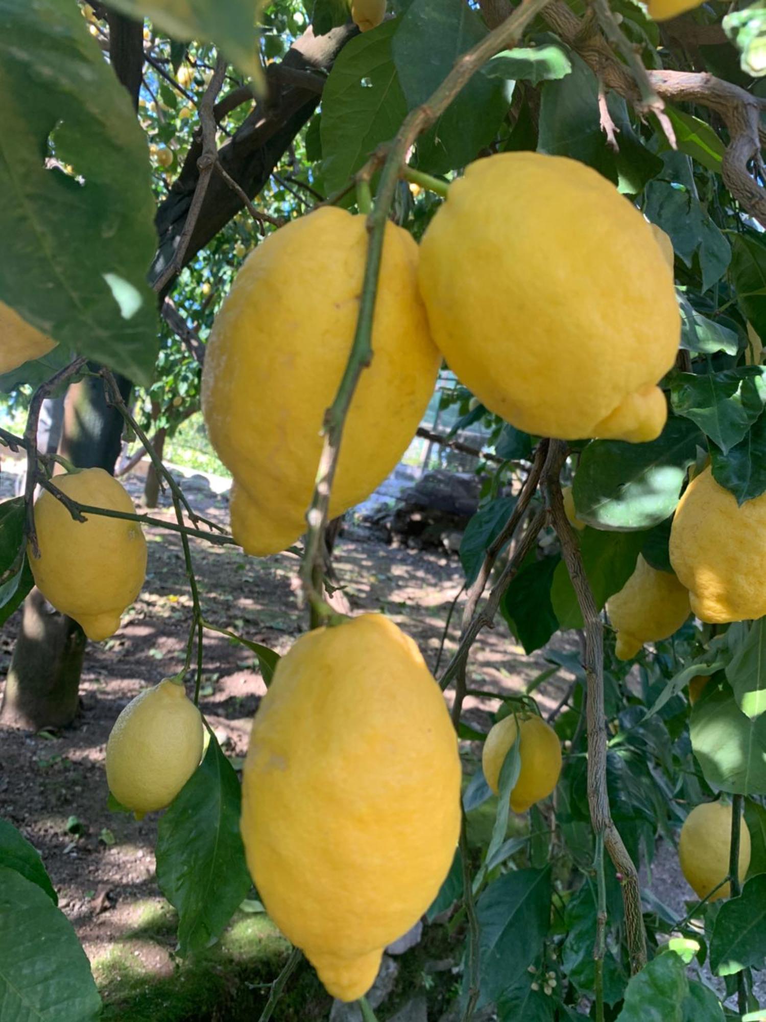 Sorrento Studios Lemons Hill Exterior foto